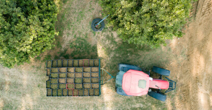 Macadamia harvesting