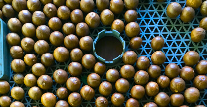 Macadamia pre-drying