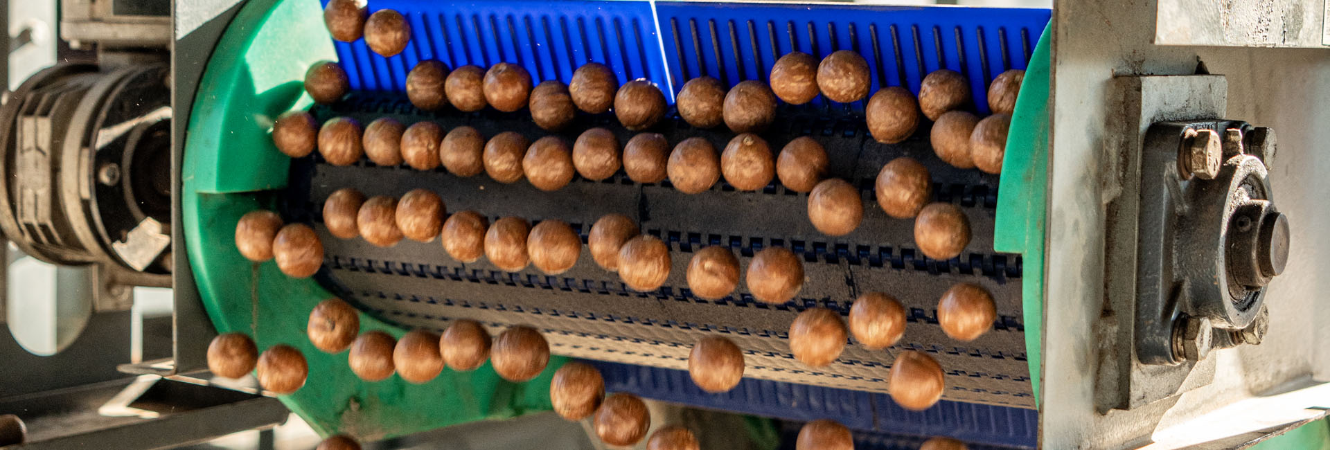 Workers sorting nuts on a conveyor