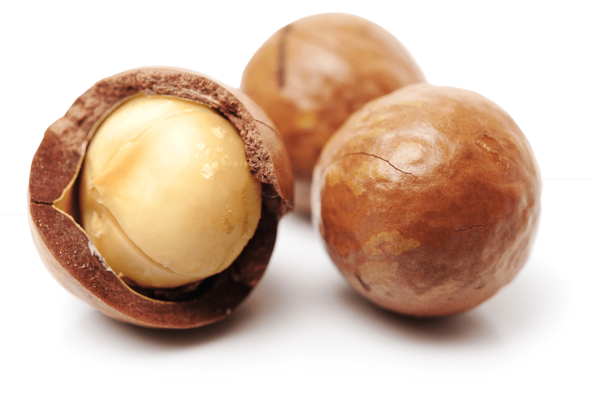 Macadamia Nuts